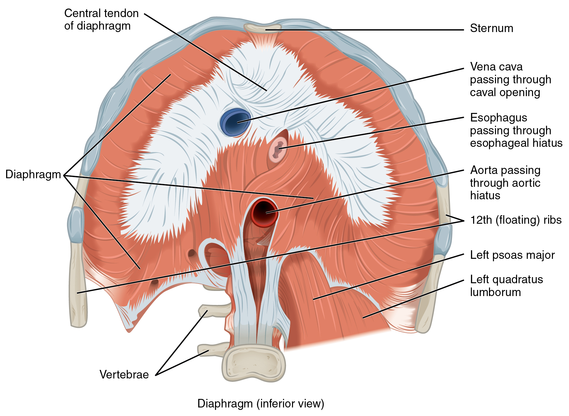 Anatomical diagram of the diaphragm showing muscle components, openings, and relationships viewed from below